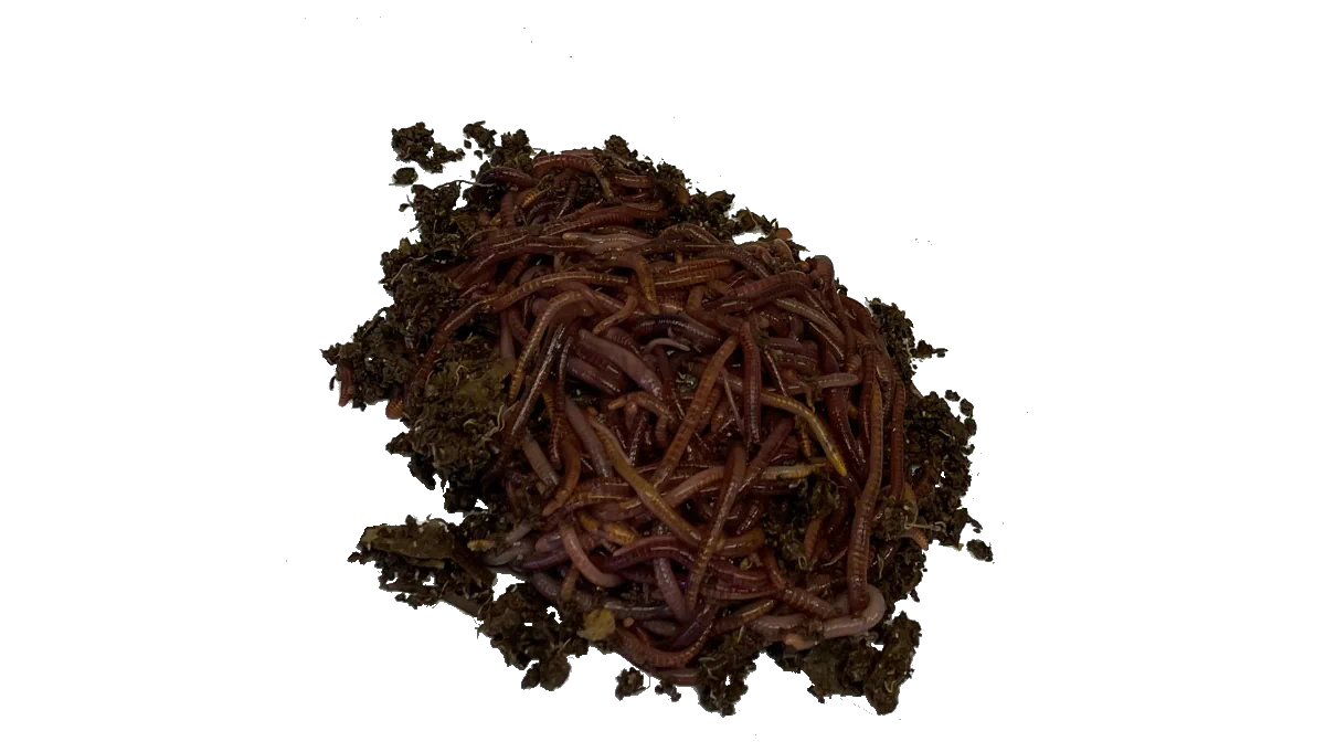 Vermiculture Field Trip Actium Composting Equipment